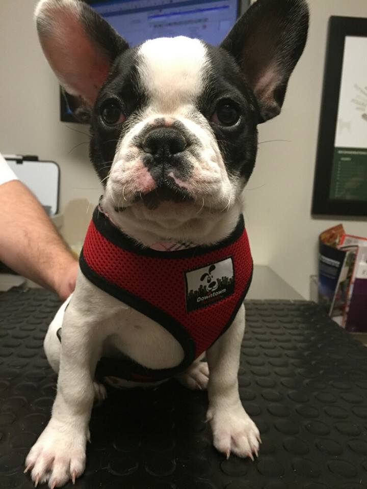 Westlake Animal Hospital, A Thrive Pet Healthcare Partner