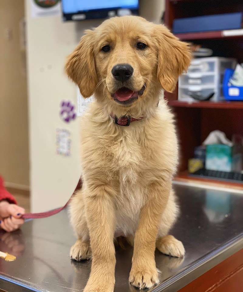 North Shore Animal Hospital
