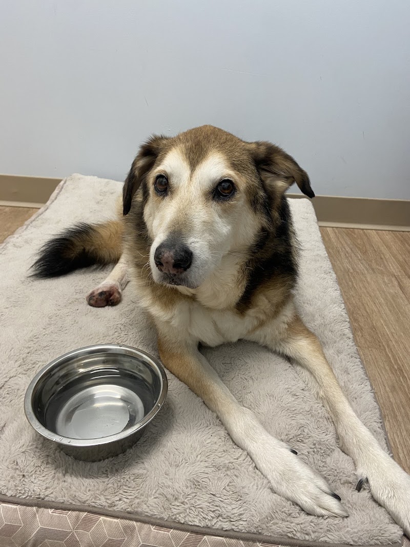 Veterinary Urgent Care Center - East Providence