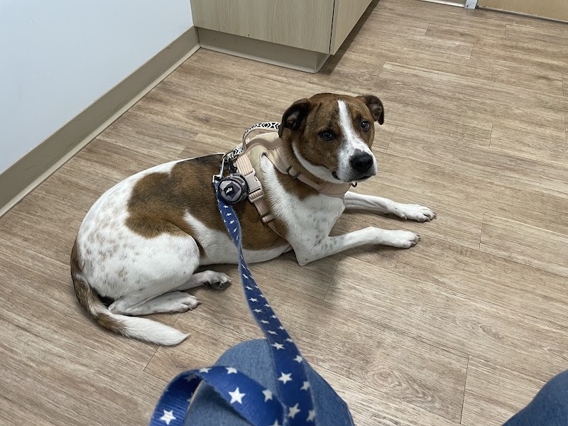 Veterinary Urgent Care Center - East Providence