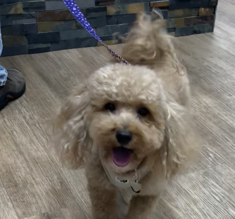 Veterinary Urgent Care Center - East Providence
