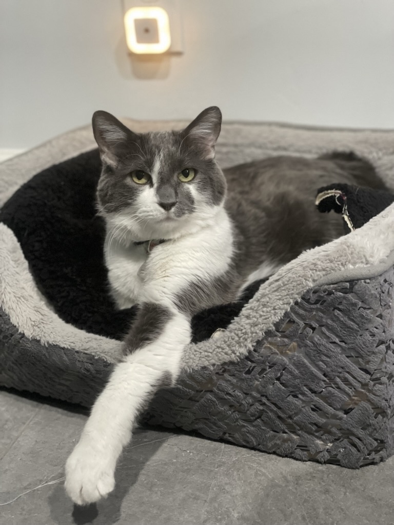 Salt River Veterinary Specialists