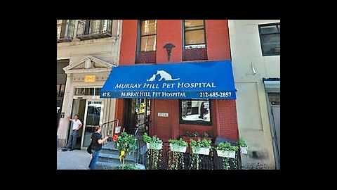 Murray Hill Pet Hospital