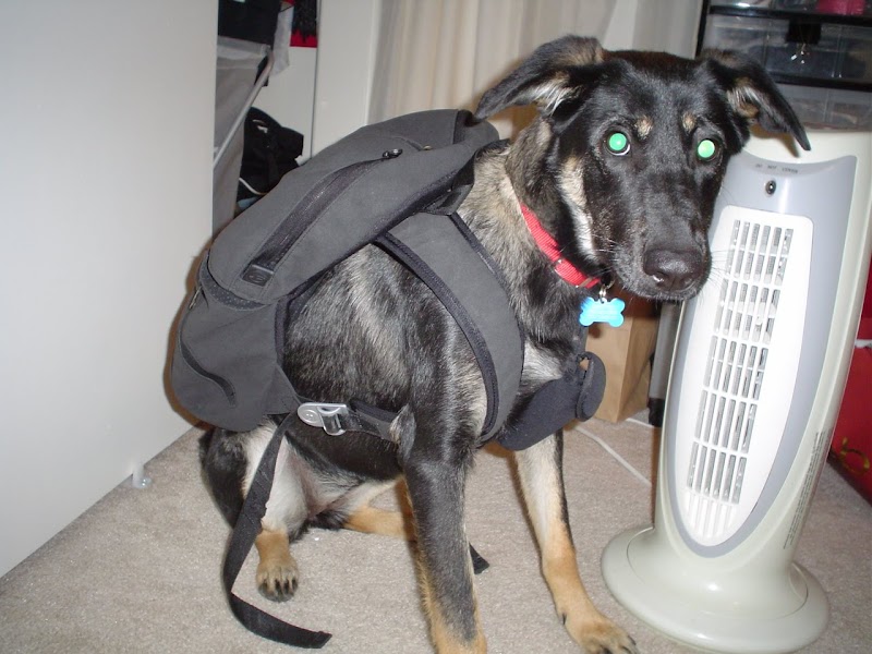 Home Pet Doctor