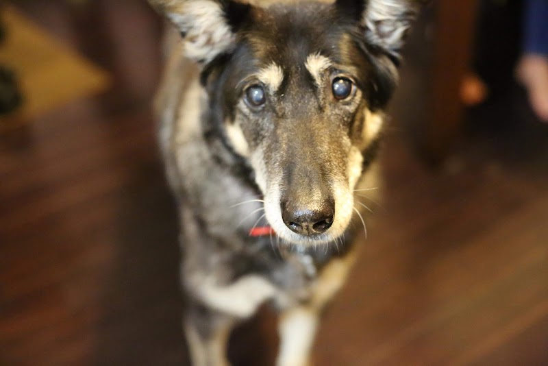 Home Pet Doctor