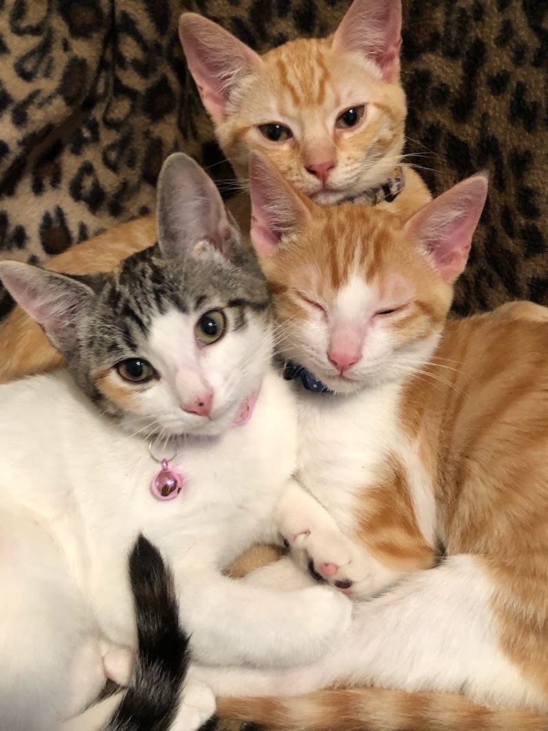 Parkview Pet Hospital - Long Beach