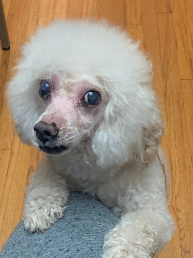 Chicago Veterinary Geriatrics