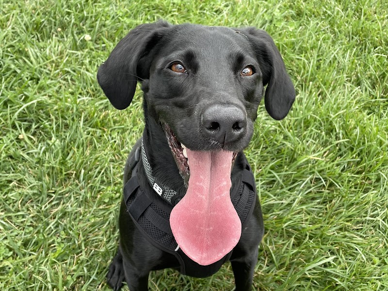 Chicago Veterinary Geriatrics - Chicago