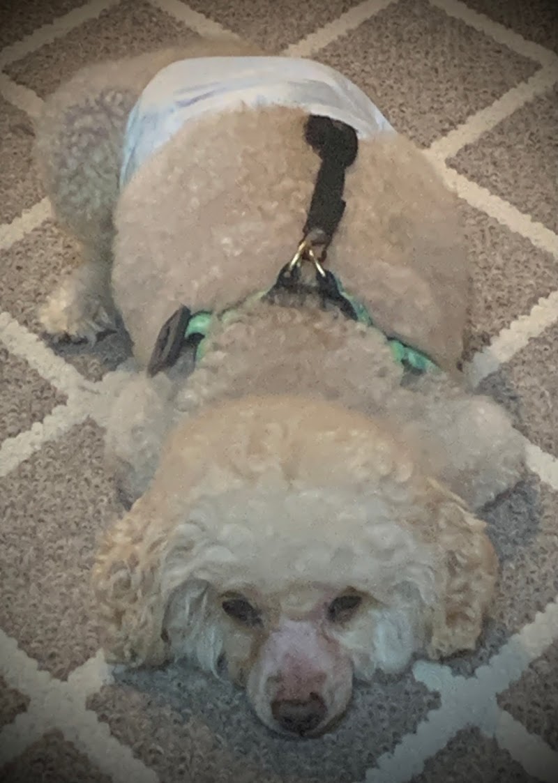 Chicago Veterinary Geriatrics