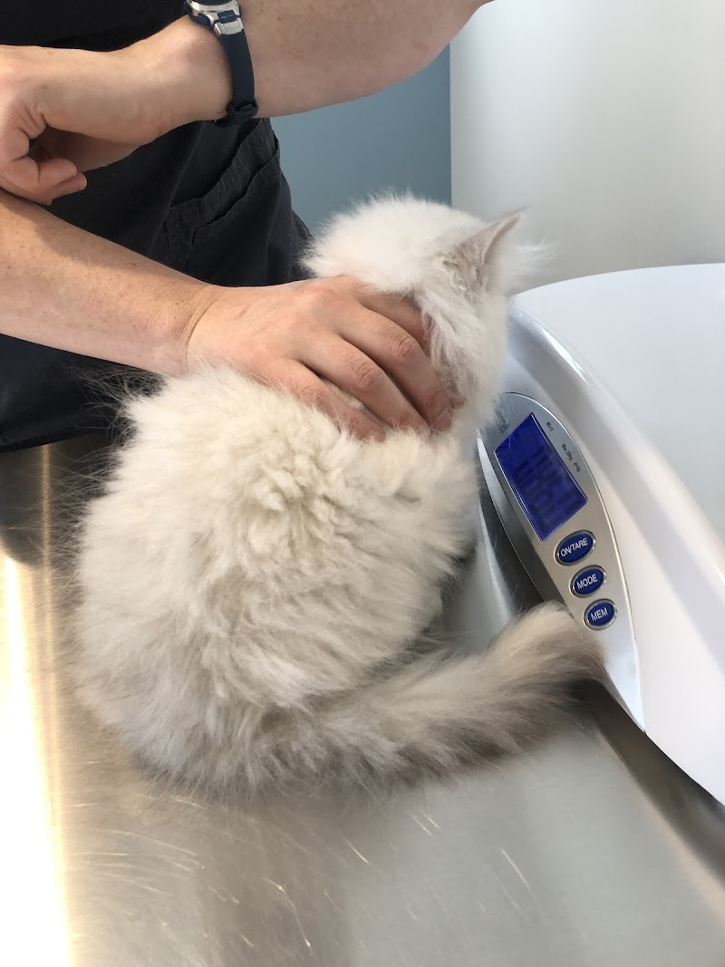 Vet Villa Animal Hospital