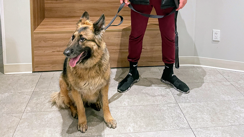 Pet Surgery Center of New York