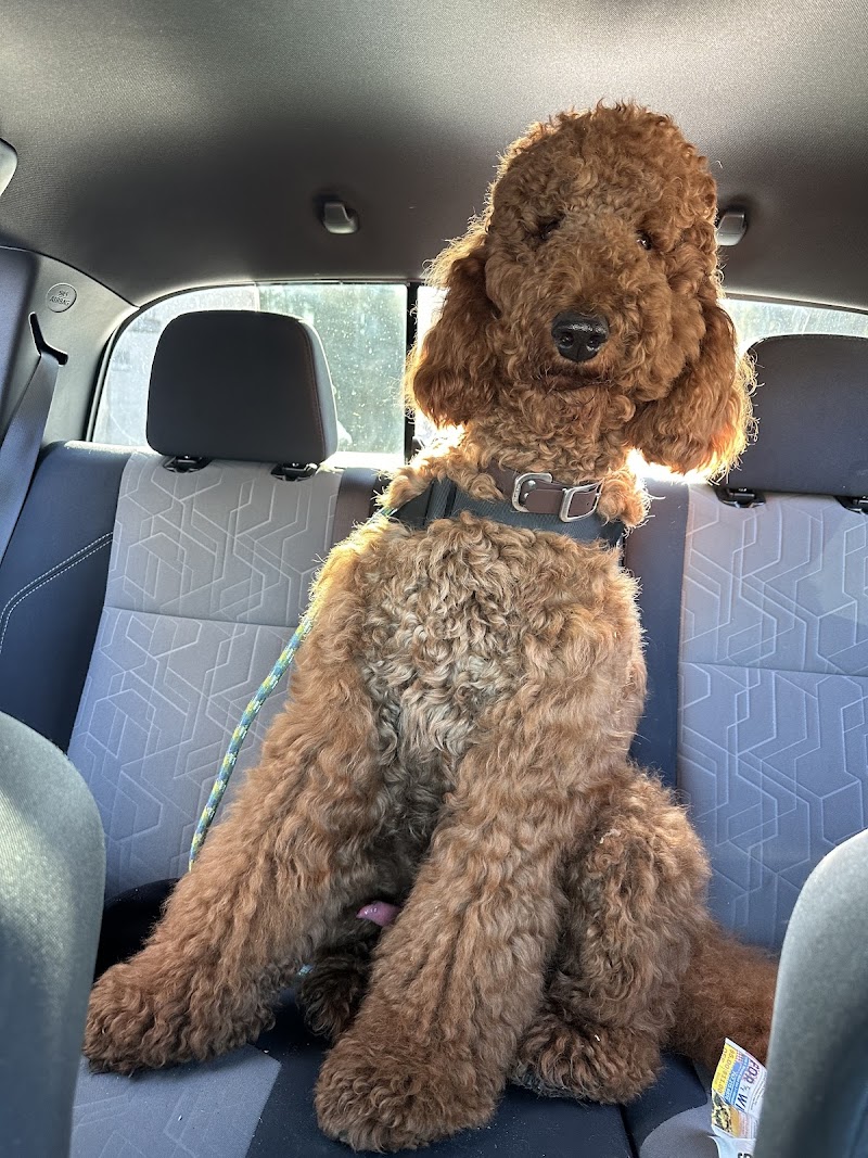 LAASER Los Angeles Animal Specialty, Emergency & Rehabilitation