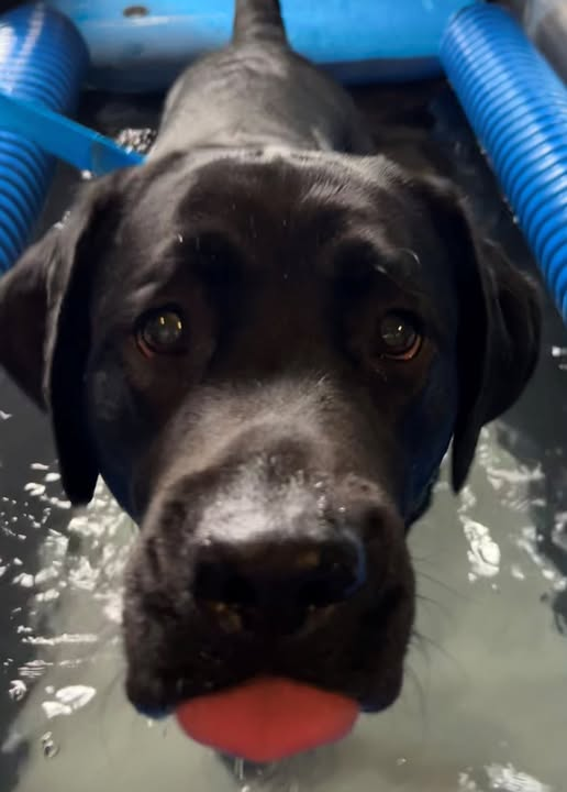 Veterinary Orthopedic & Sports Medicine Group