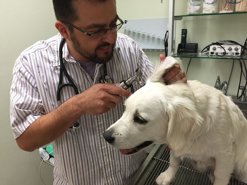 American Veterinary Services