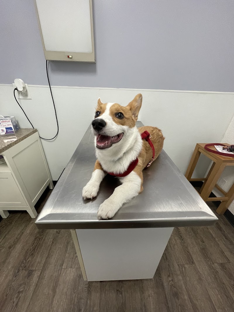 American Veterinary Services