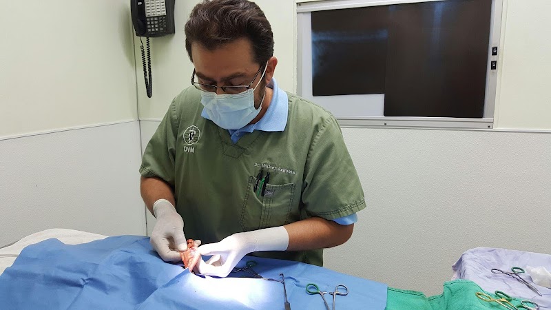 American Veterinary Services