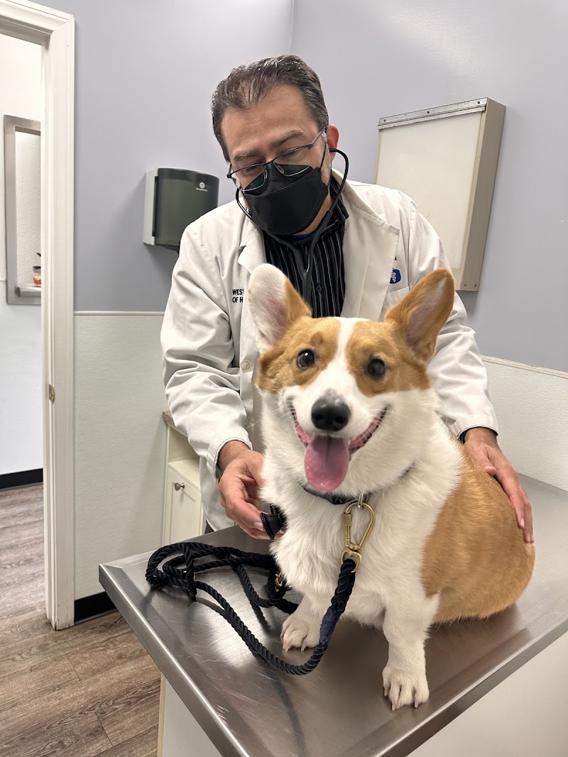 American Veterinary Services