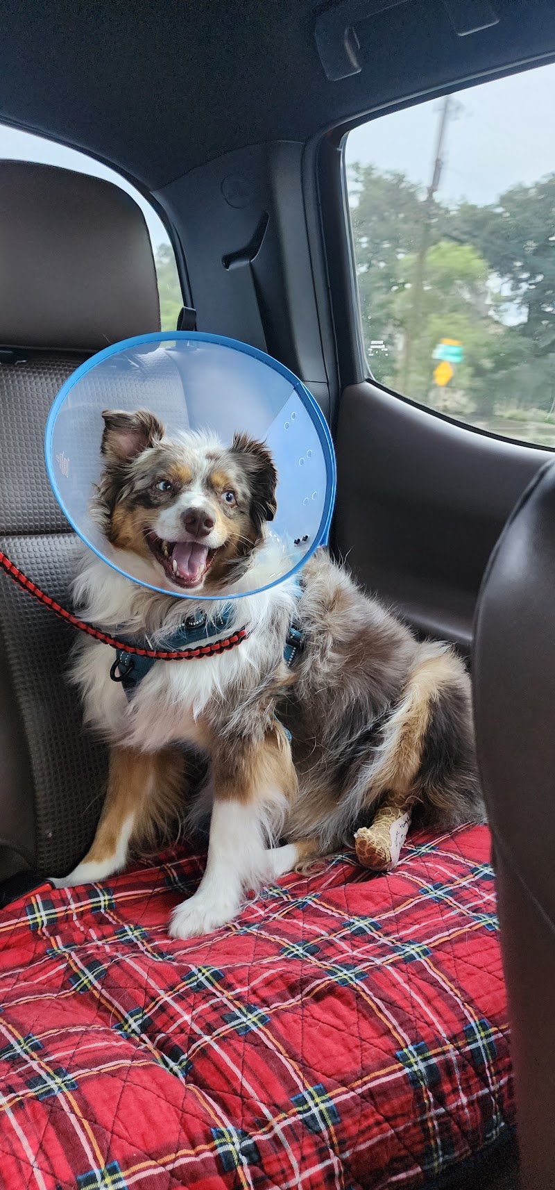 Boerne Veterinary Clinic
