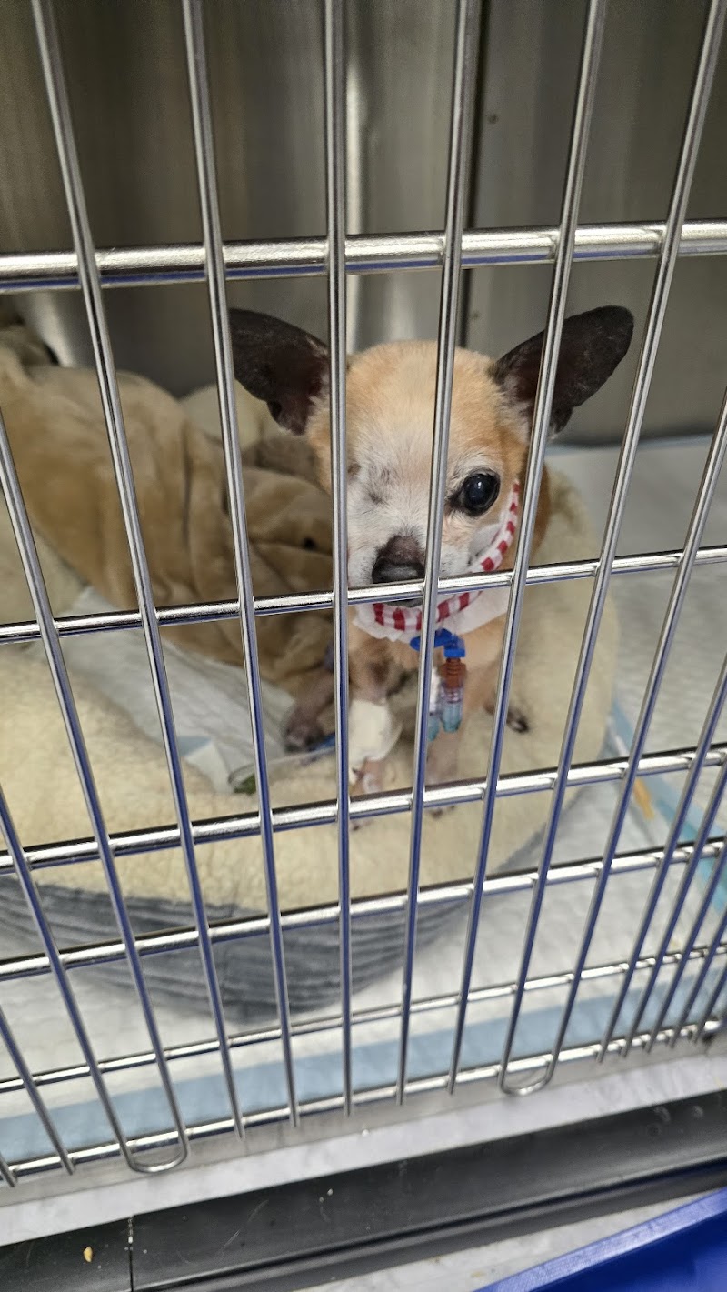 Thrive Pet Healthcare Specialists - Hoffman Estates