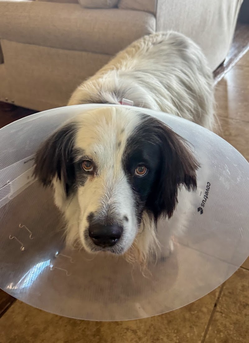 Emergency Animal Hospital of Collin County