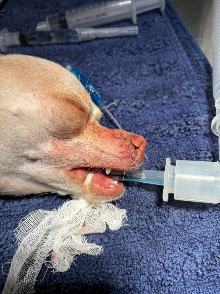 Emergency Animal Hospital of Collin County