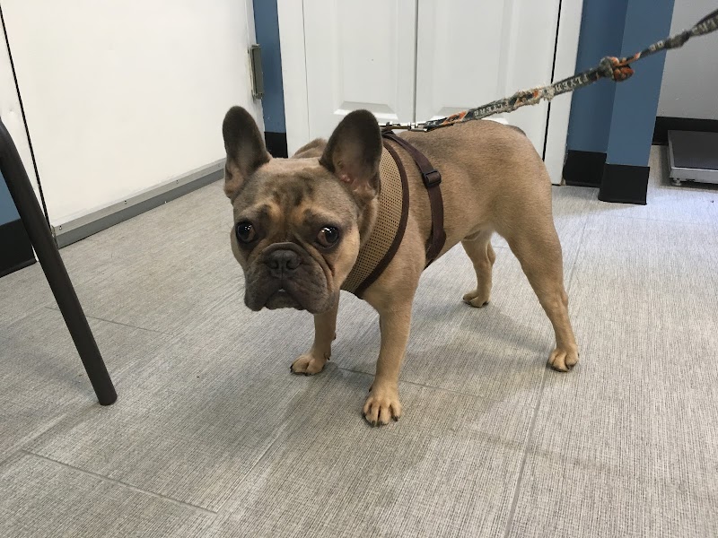 York Veterinary Center