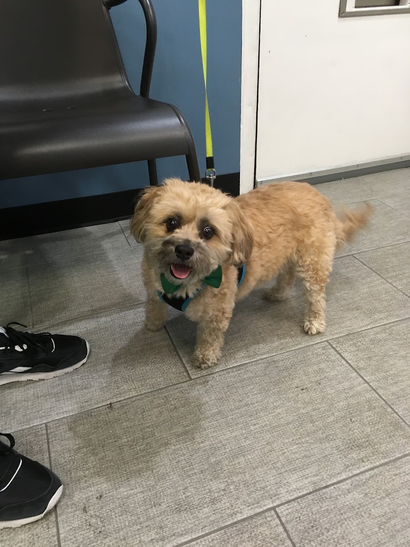 York Veterinary Center