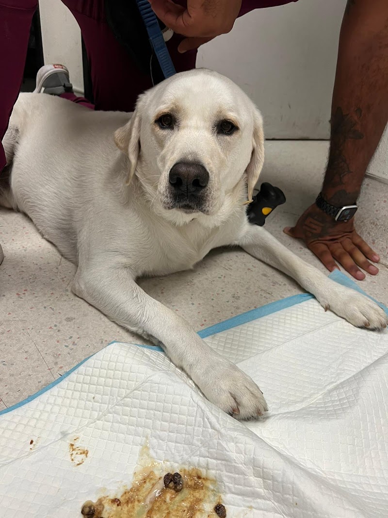 Urgent Care Pet Clinic