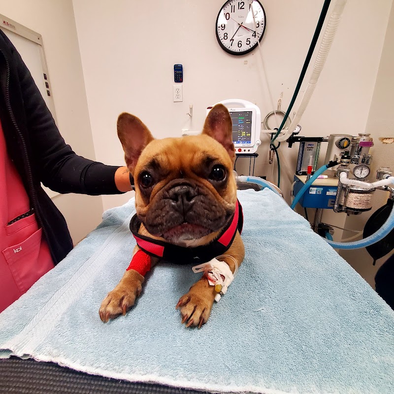 Urgent Care Pet Clinic