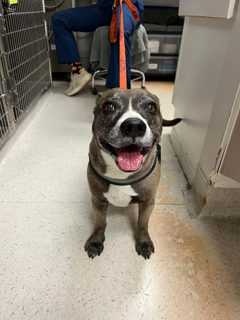 Urgent Care Pet Clinic