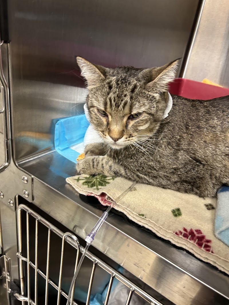 VCA Arboretum View Animal Hospital