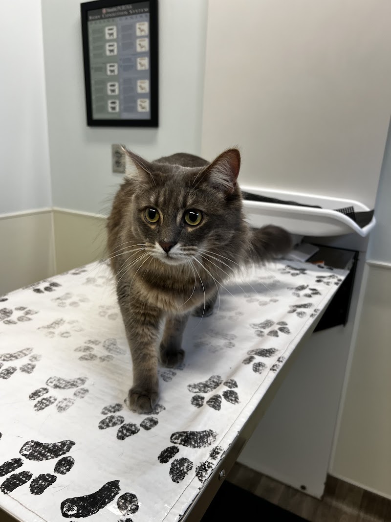 Peachtree Hills Animal Hospital