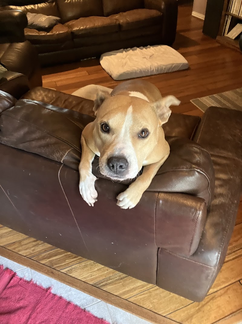 Jersey Village Animal Hospital