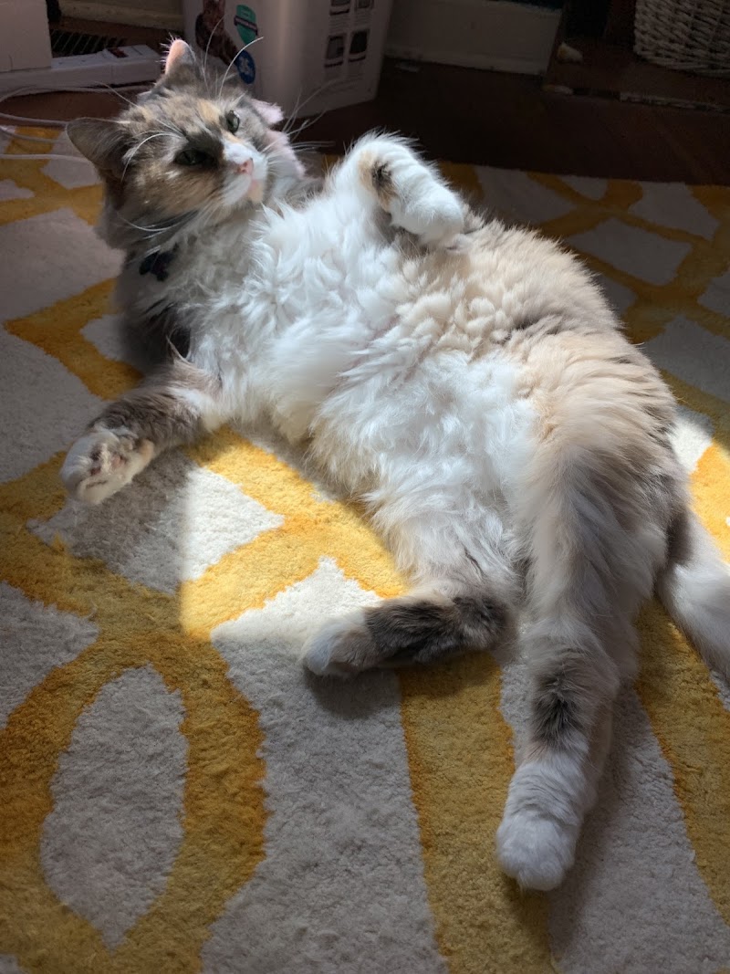 Seatown Veterinary Care
