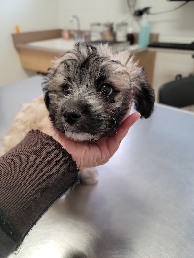 Colma Animal Hospital
