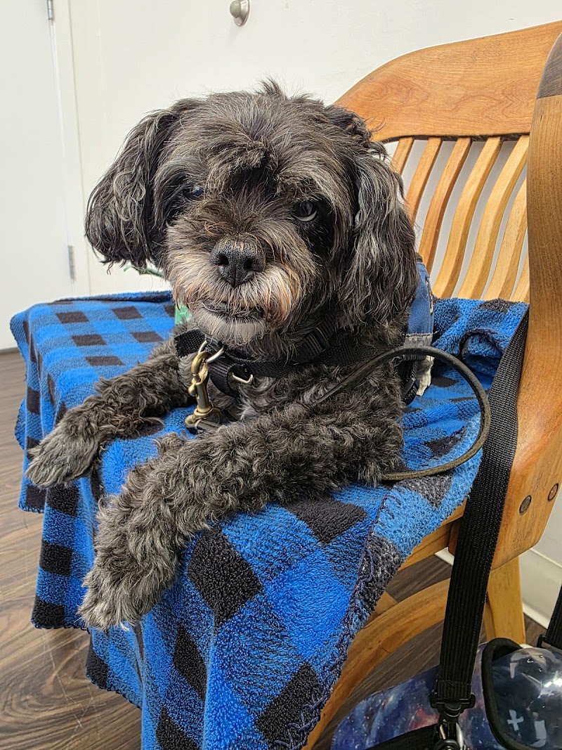 Colma Animal Hospital