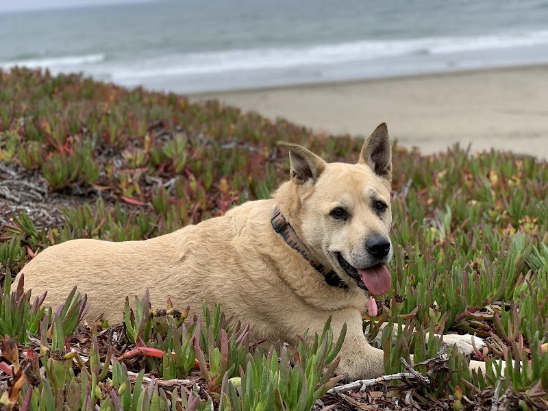 Colma Animal Hospital