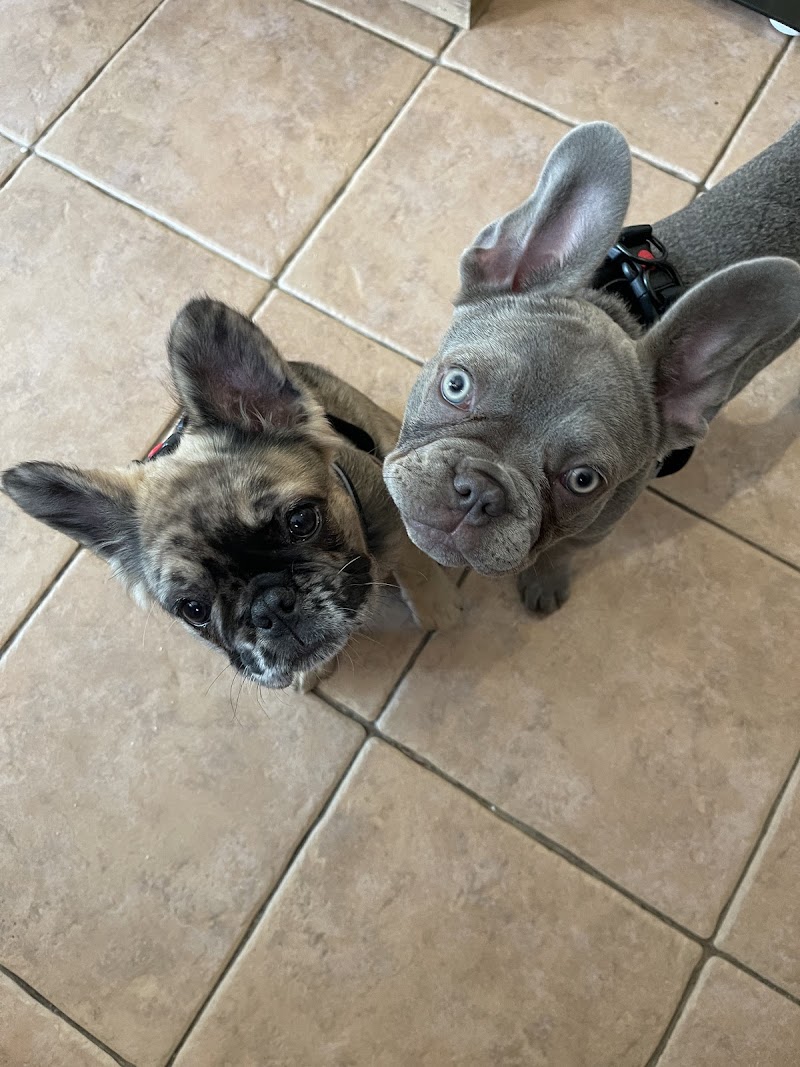 Colma Animal Hospital