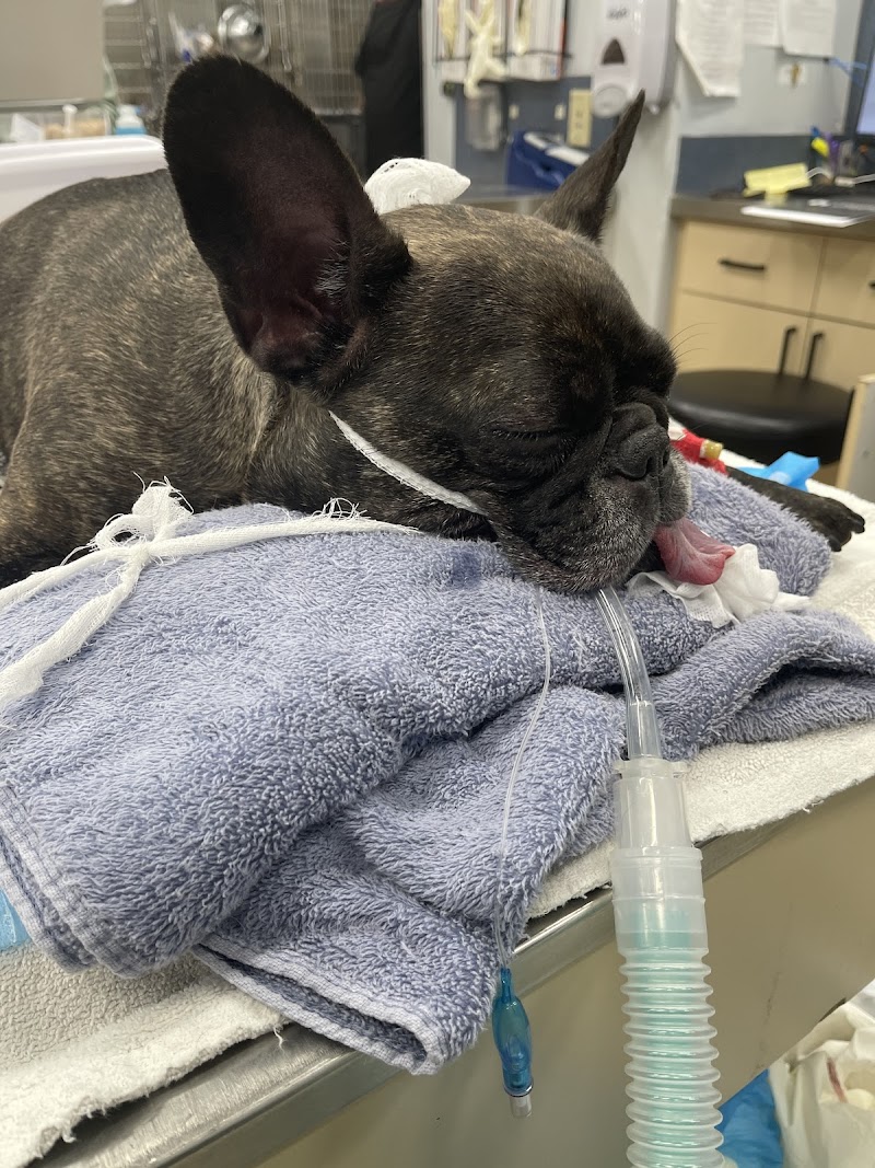 Southeast Veterinary Neurology