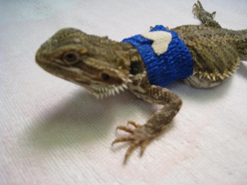 Wildwood Veterinary Hospital
