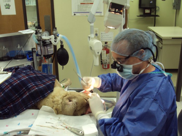 VCA Central Expressway Animal Hospital