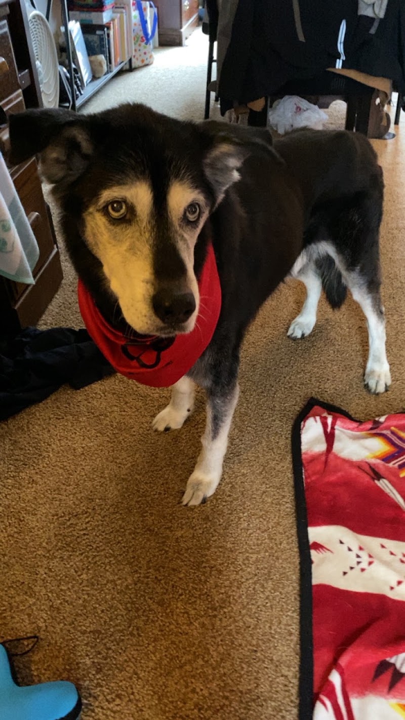 South Metro Animal Emergency Care