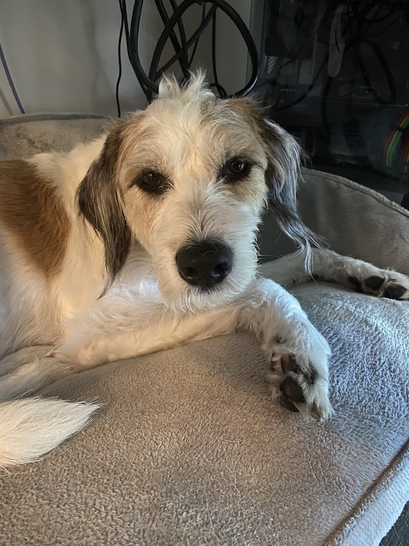 South Metro Animal Emergency Care - Apple Valley
