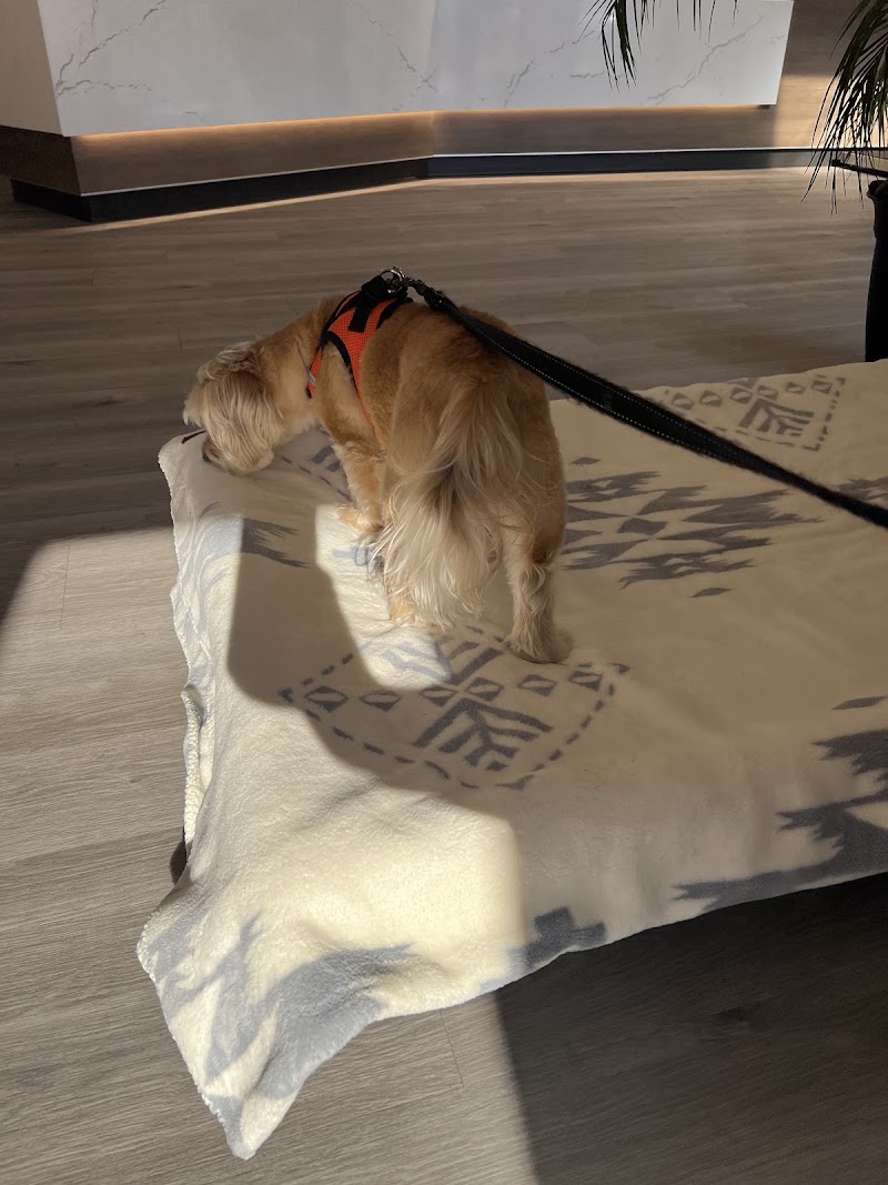 Apex Veterinary Specialists
