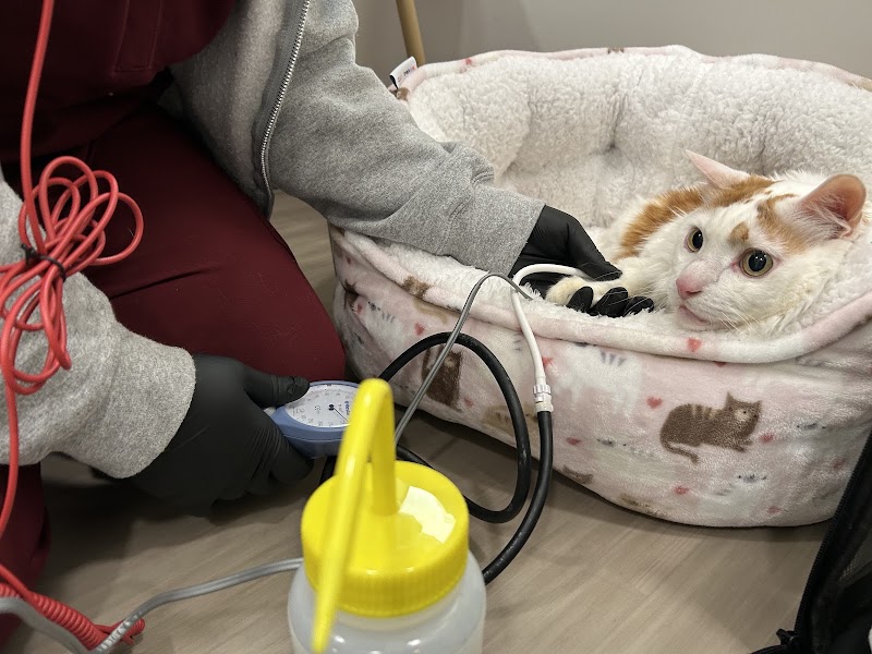 Apex Veterinary Specialists