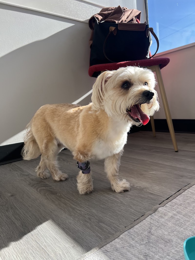 Apex Veterinary Specialists