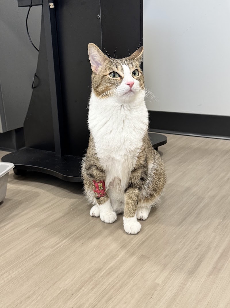 Apex Veterinary Specialists