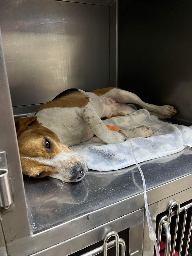Bellwood Urgent Care Animal Hospital