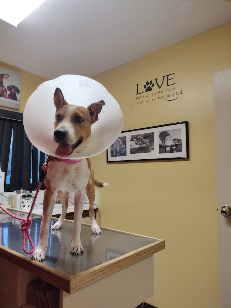 Bellwood Urgent Care Animal Hospital