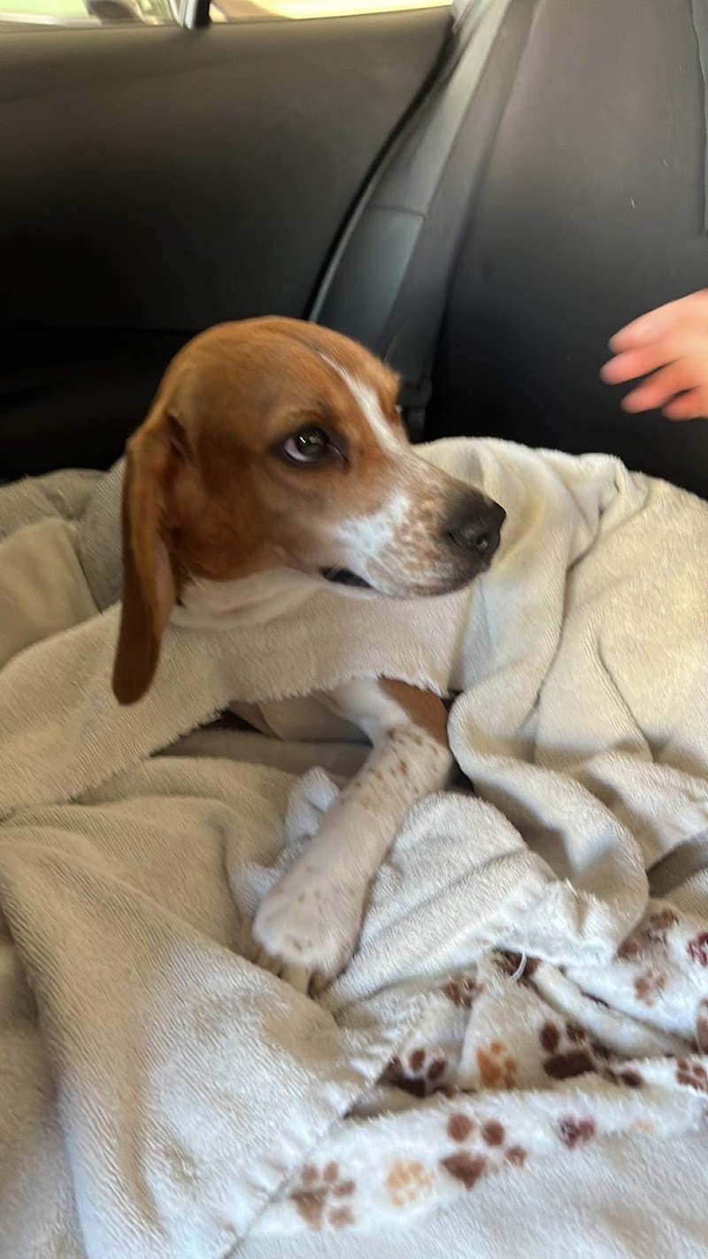 Bellwood Urgent Care Animal Hospital